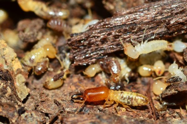 Termite Treatments in 
