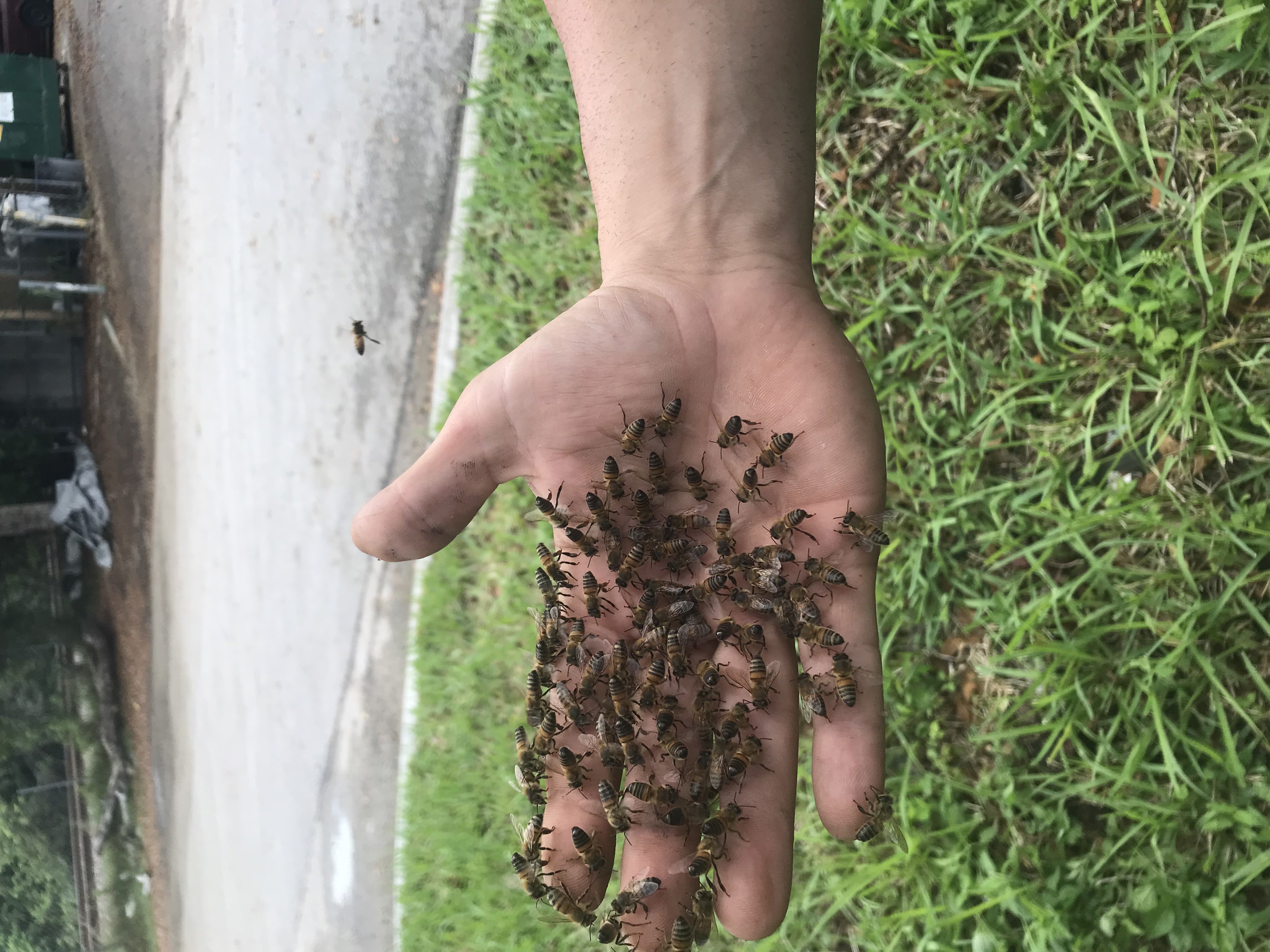 General Pest Control in 