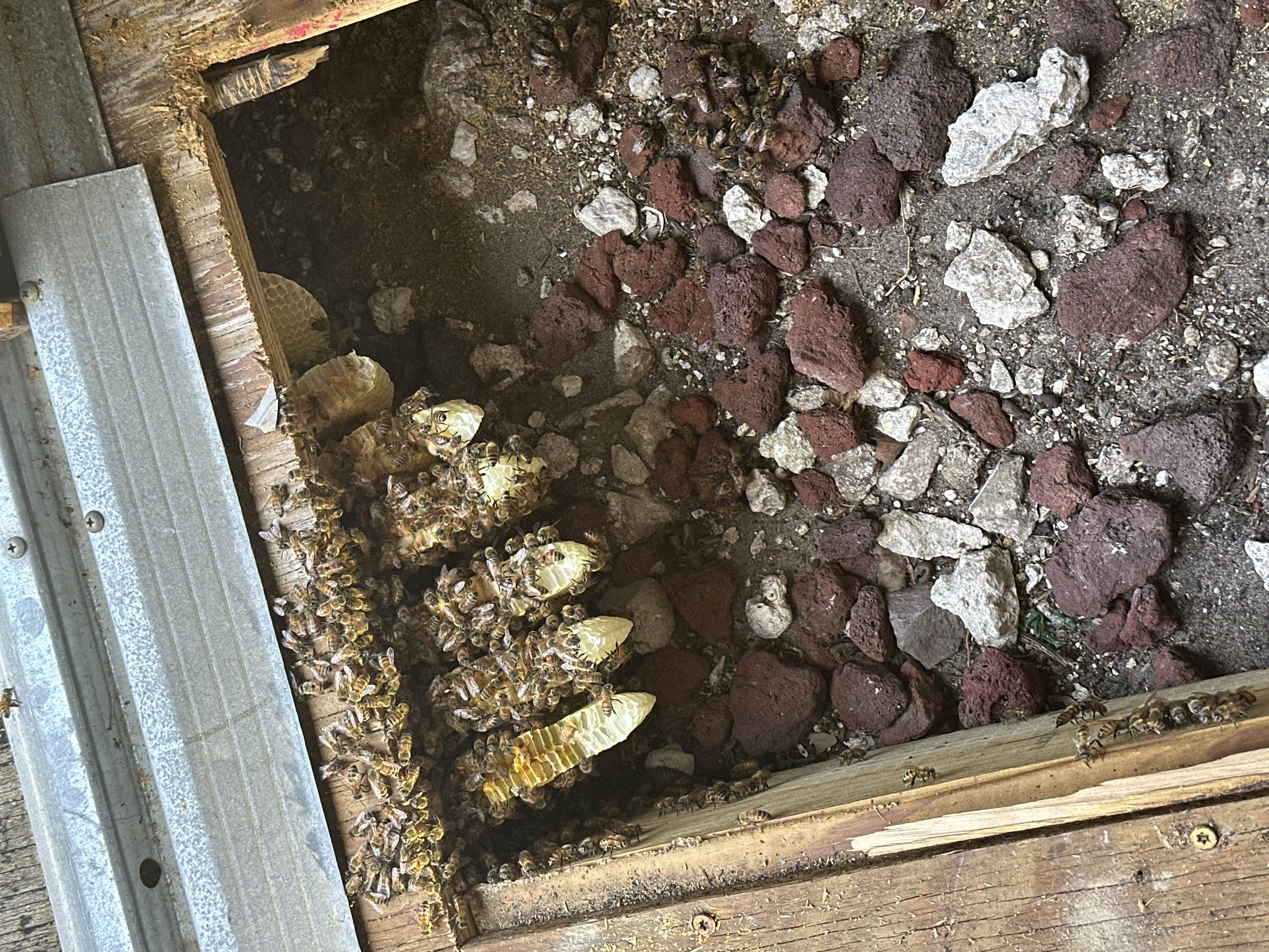 General Insect Control in 