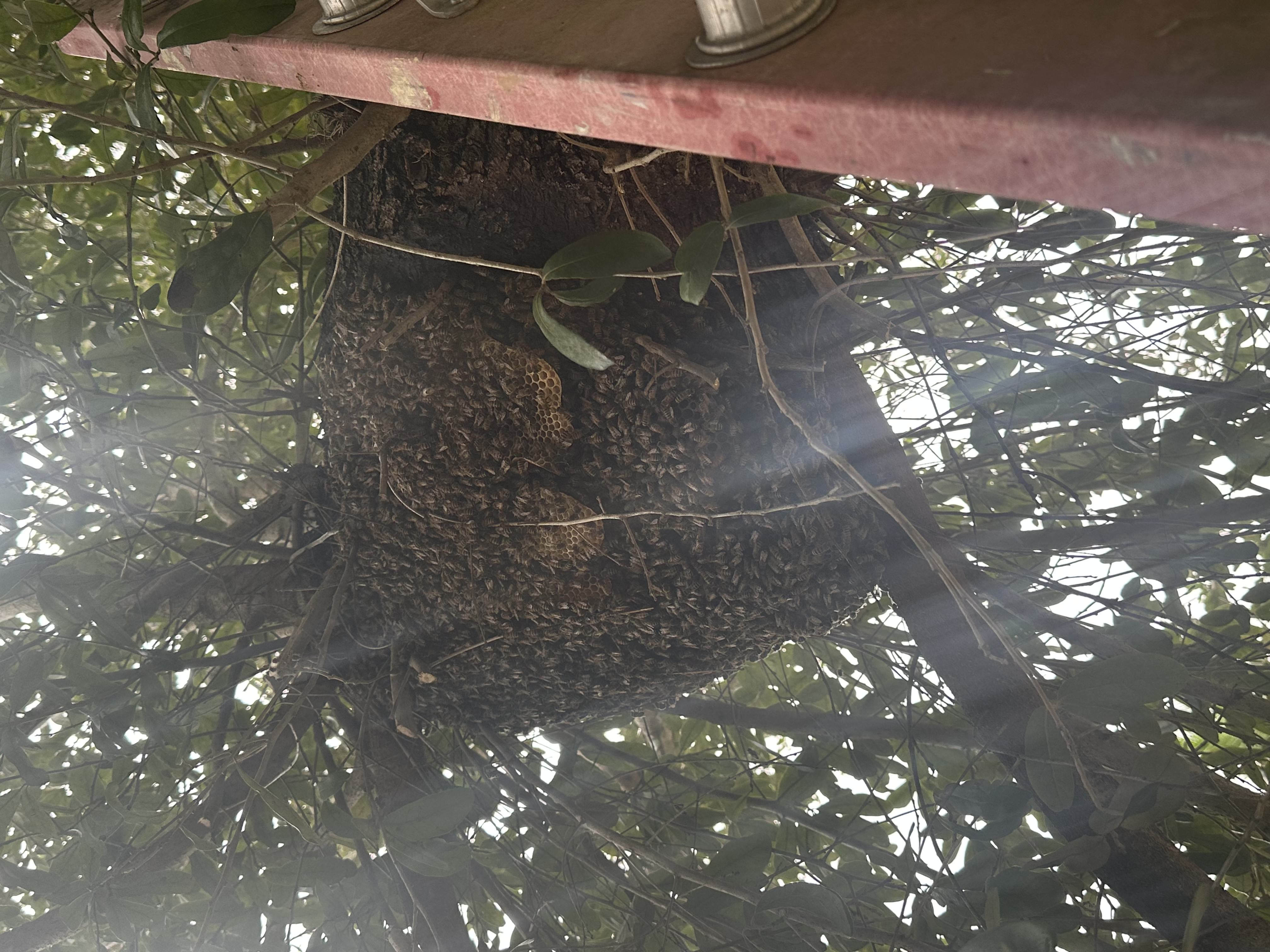 General Insect Control in 