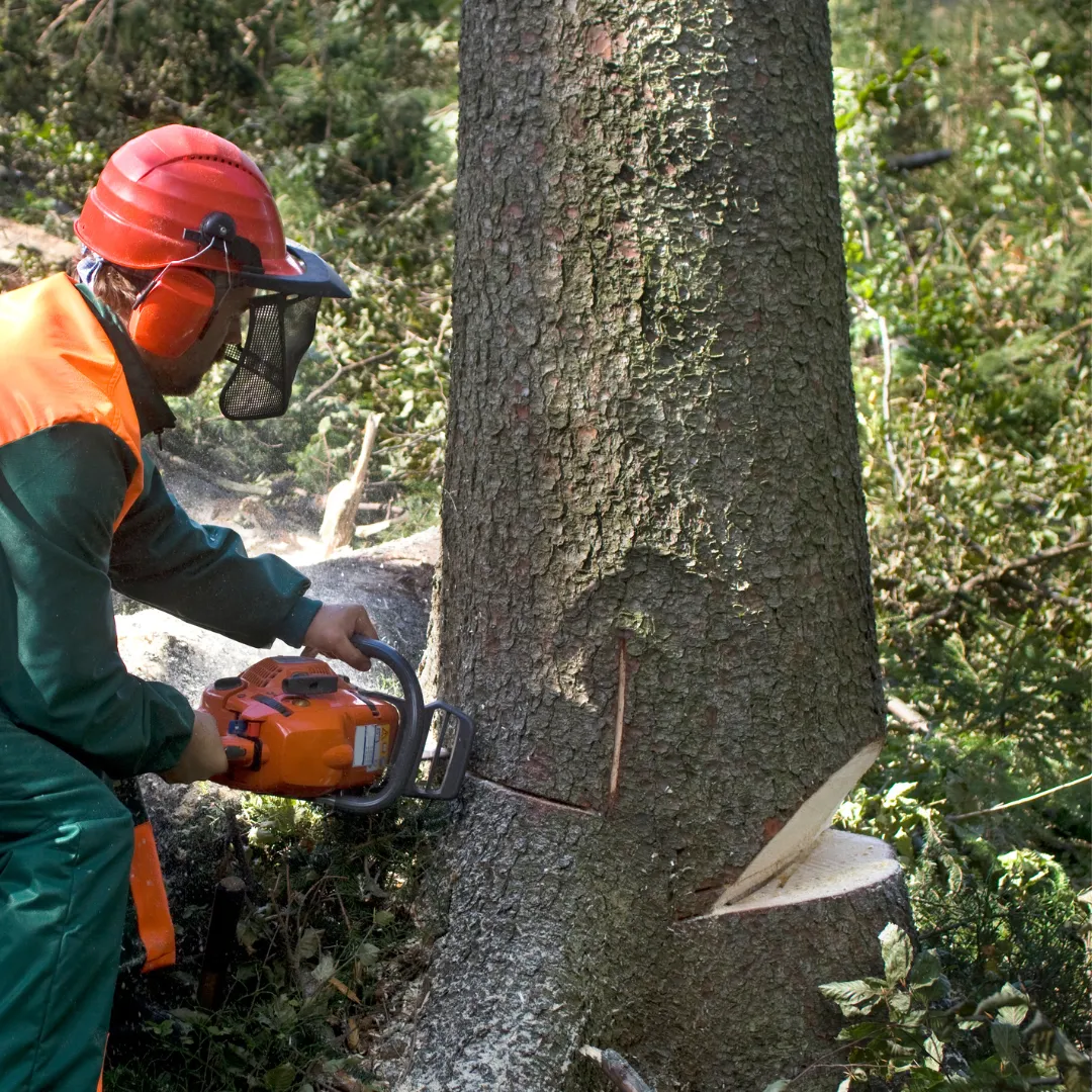 Premium Tree & Shrub, Tree Services Lilburn GA