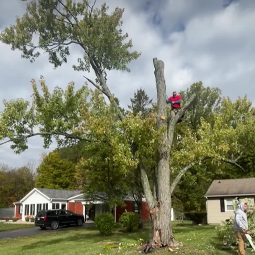 tree company Lilburn GA, tree removal company Lilburn GA, stump removal Lilburn GA, tree trimming Lilburn GA, retaining wall company Lilburn GA, French drain company Lilburn GA, local tree service Lilburn GA
