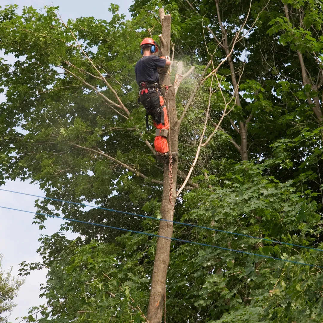 tree removal Lilburn GA, emergency tree removal Lilburn GA, dead tree removal Lilburn GA, storm damage tree removal Lilburn GA, hazardous tree removal Lilburn GA, tree removal near me, tree service Lilburn GA