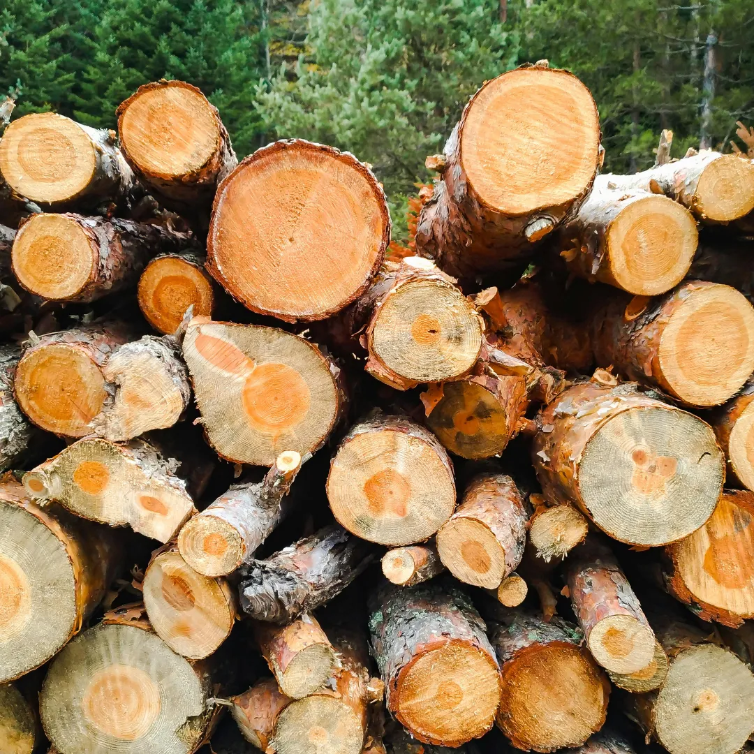tree removal Lilburn GA, emergency tree removal Lilburn GA, dead tree removal Lilburn GA, storm damage tree removal Lilburn GA, hazardous tree removal Lilburn GA, tree removal near me, tree service Lilburn GA