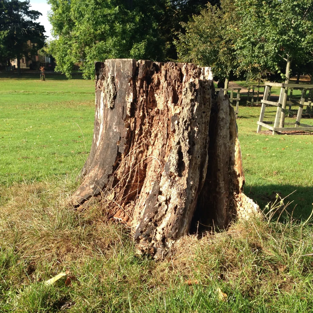 tree stump removal Lilburn GA, stump grinding Lilburn GA, stump removal Lilburn GA, tree stump grinding Lilburn GA, old stump removal Lilburn GA, stump removal near me, tree service Lilburn GA