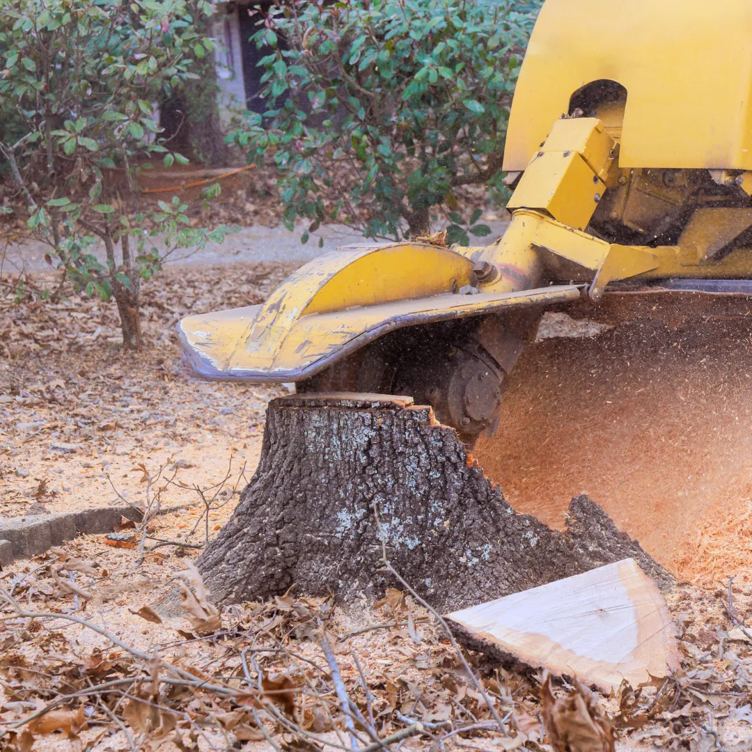 tree stump removal Lilburn GA, stump grinding Lilburn GA, stump removal Lilburn GA, tree stump grinding Lilburn GA, old stump removal Lilburn GA, stump removal near me, tree service Lilburn GA