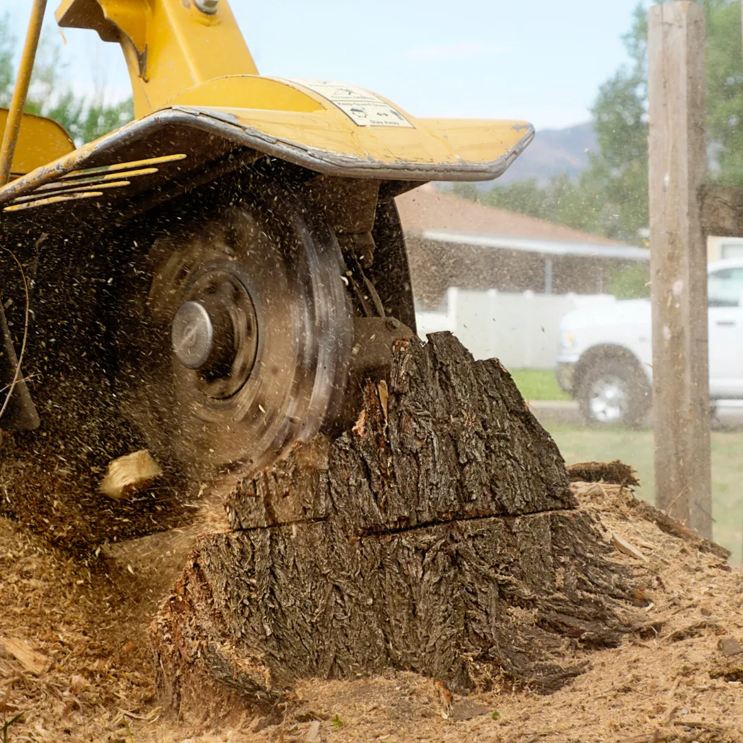 tree stump removal Lilburn GA, stump grinding Lilburn GA, stump removal Lilburn GA, tree stump grinding Lilburn GA, old stump removal Lilburn GA, stump removal near me, tree service Lilburn GA