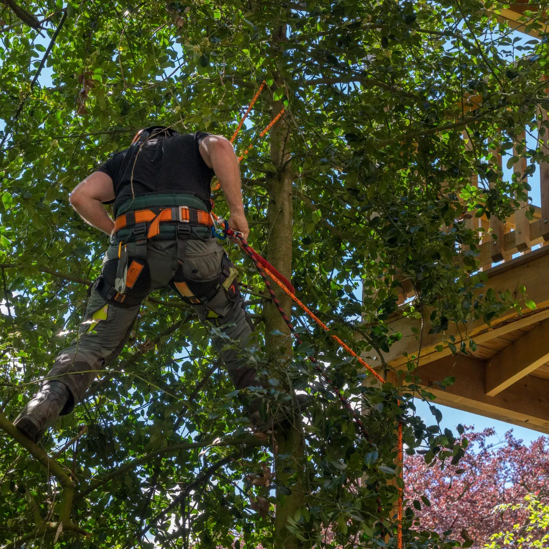 tree trimming Lilburn GA, tree pruning Lilburn GA, tree limb removal Lilburn GA, roof clearance tree trimming Lilburn GA, hazardous branch removal Lilburn GA, storm damage trimming Lilburn GA, tree service Lilburn GA
