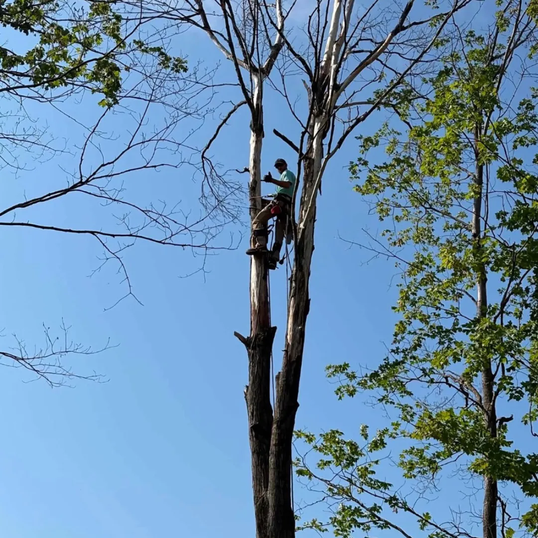 tree removal Lilburn GA, tree stump removal Lilburn GA, tree trimming Lilburn GA, retaining walls Lilburn GA, French drain installation Lilburn GA, French drain repair Lilburn GA, tree pruning Lilburn GA