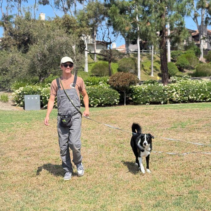 Private Dog Training Lessons in San Diego, CA
