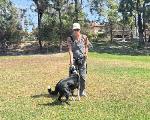 dog training classes raleigh