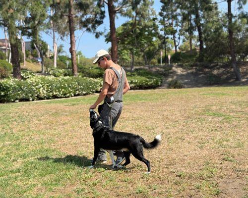Dog training in raleigh