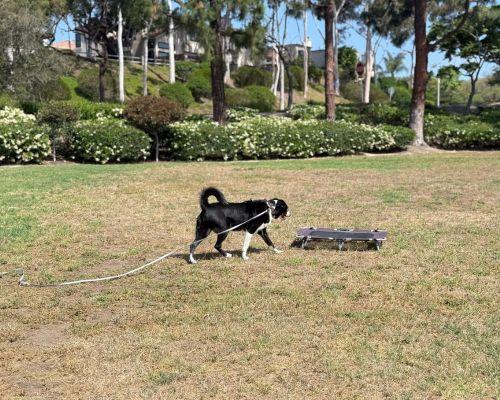 protection dog training raleigh