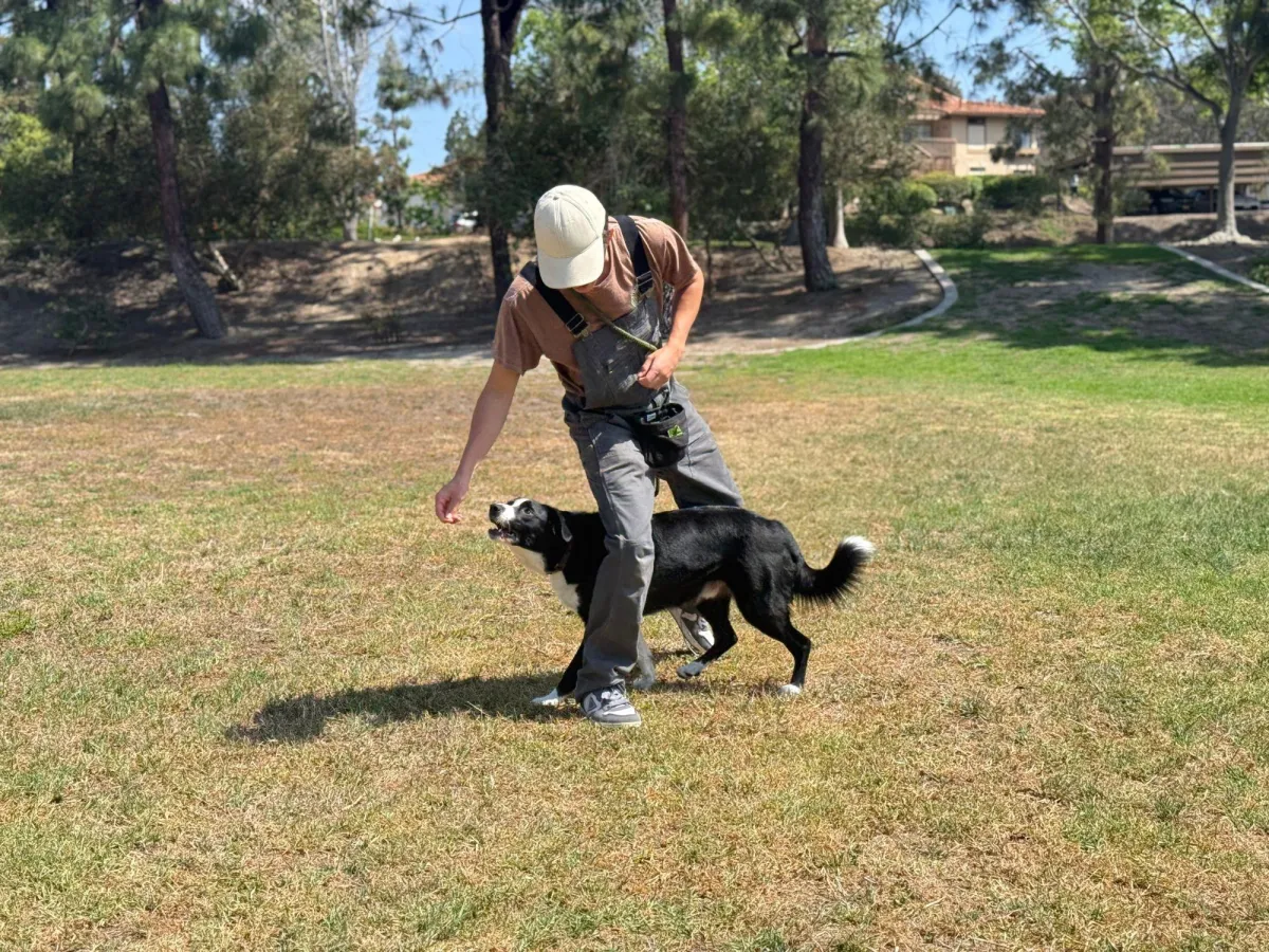 Dog Training in San Diego Ca