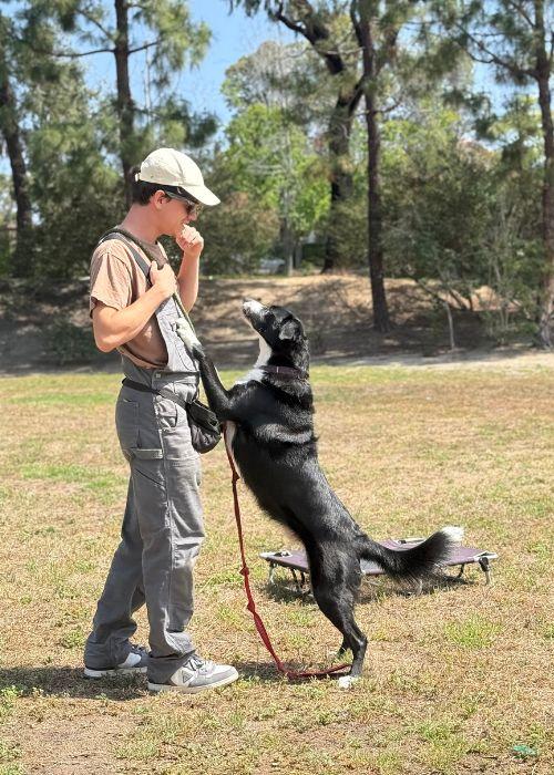 Dog Training San Diego