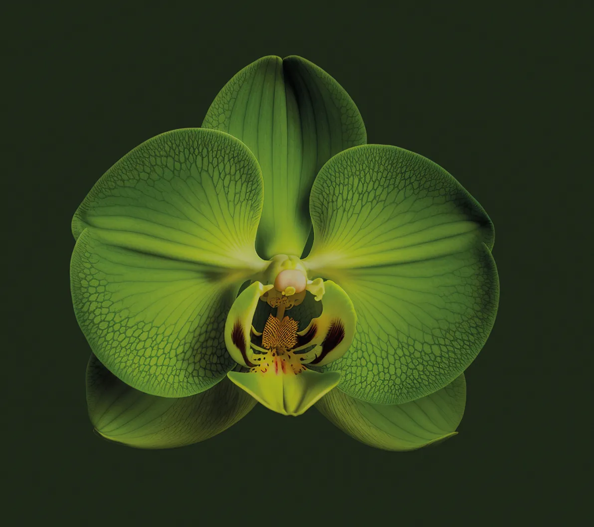 Foto Donata Scheibelhut