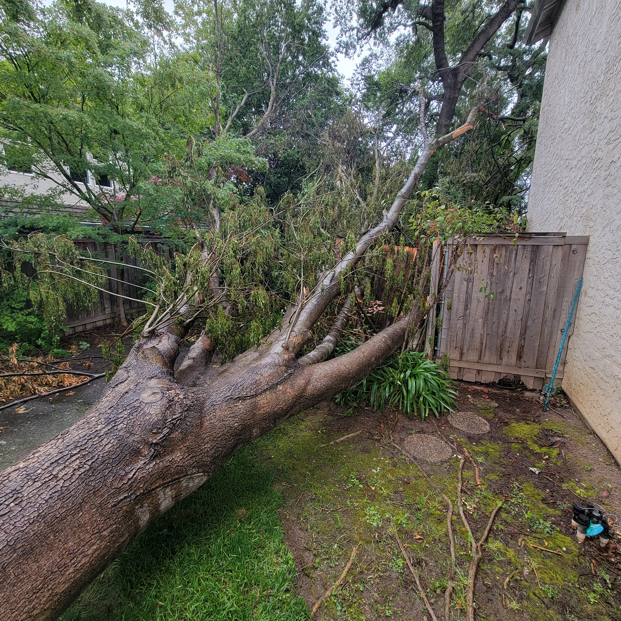 Storm Cleanup -Viking Tree and Stump