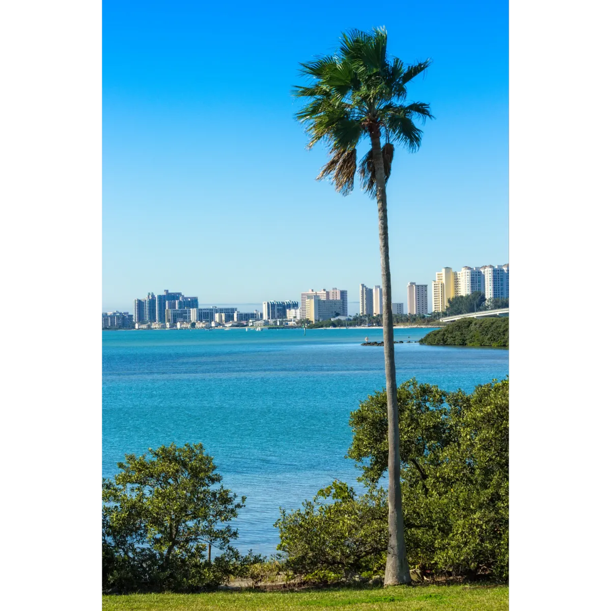 Palm tree in Clearwater, Florida. 