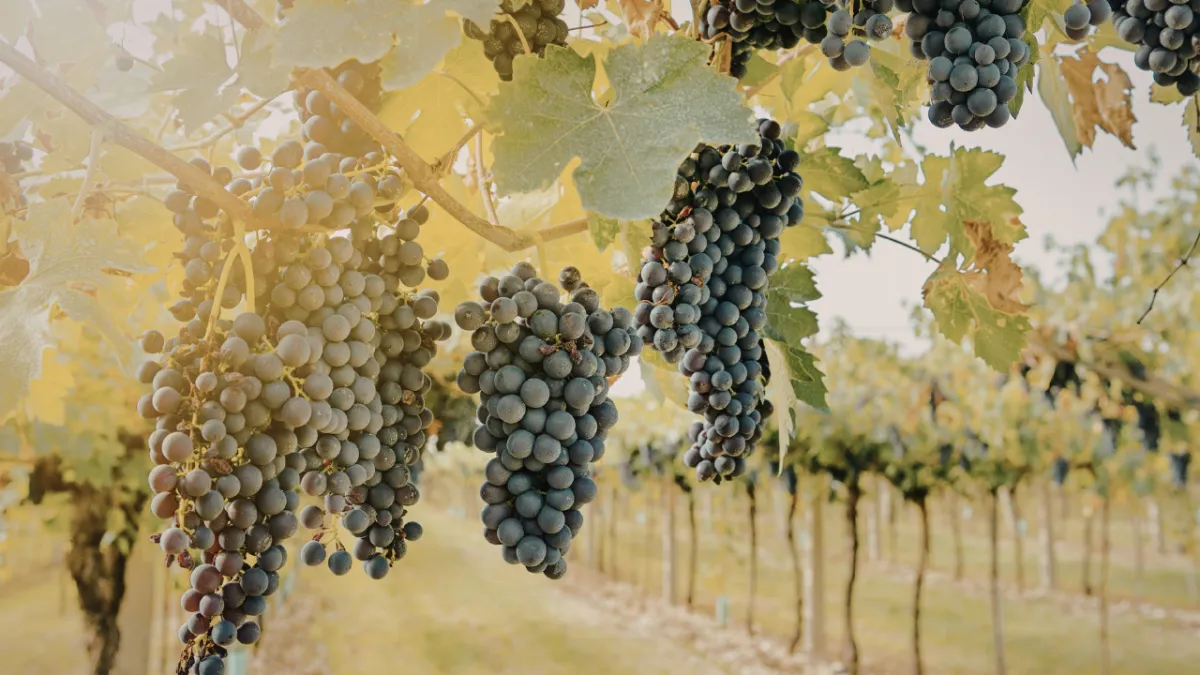 Spring Barrel Weekend in the Tri-Cities Washington region featuring local wineries near Benton City, Prosser, and Red Mountain