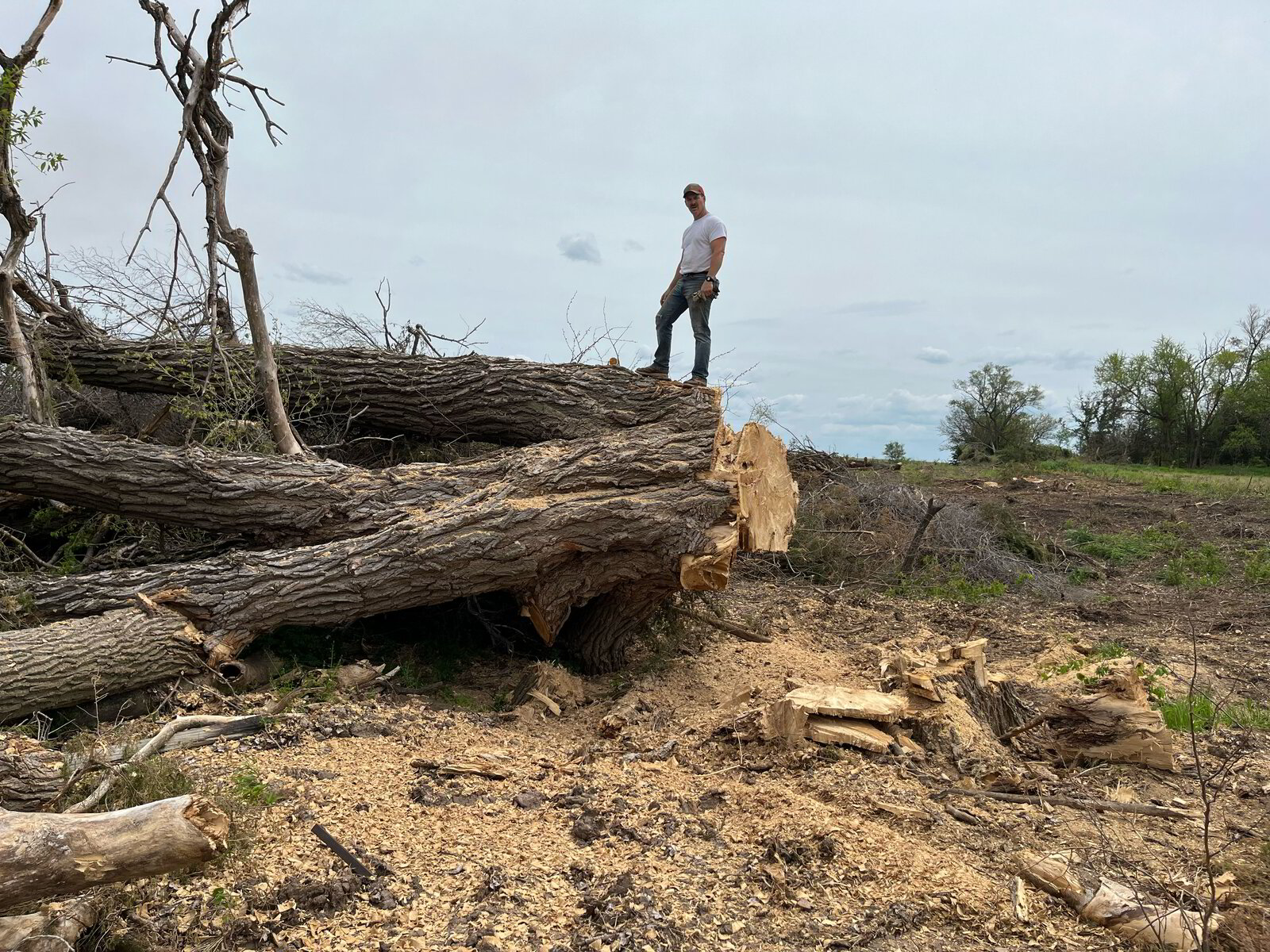 Heavy machinery skid steer used for tree and pasture clearing