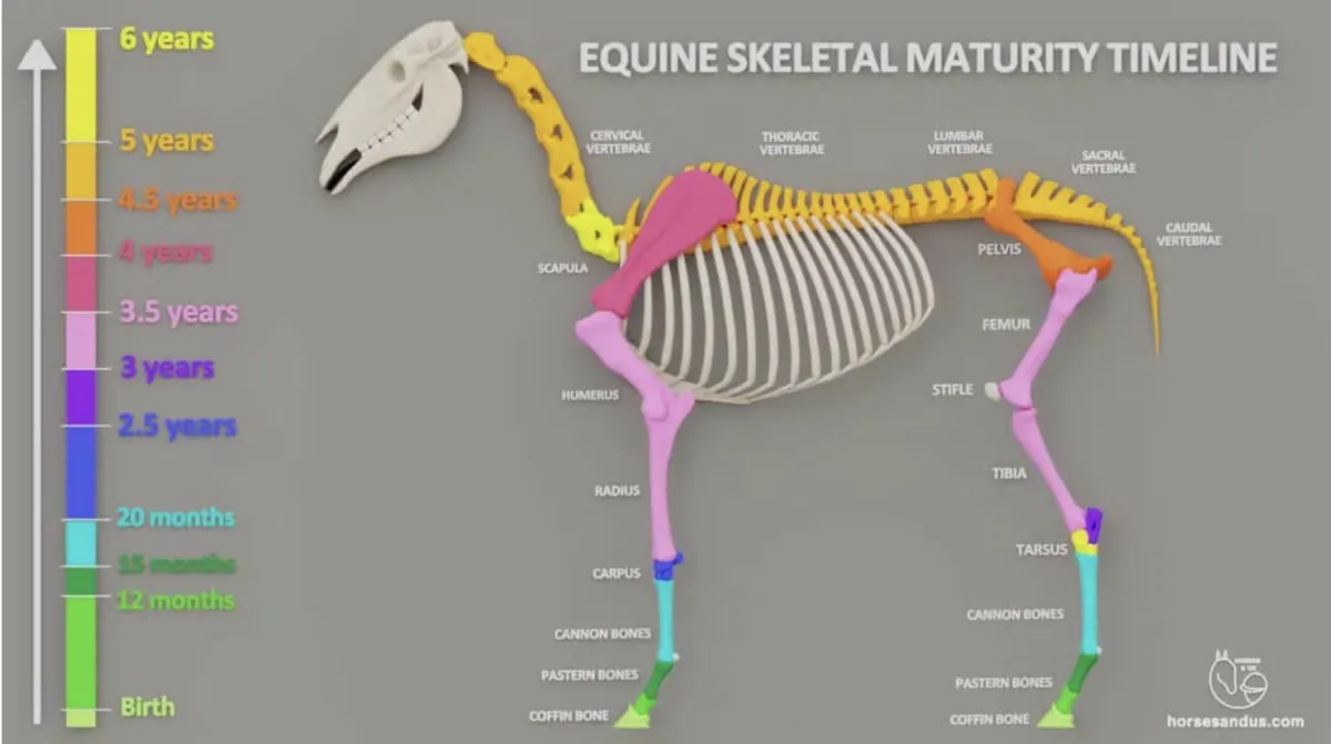 The Science Behind Soundness and Longevity in Horses