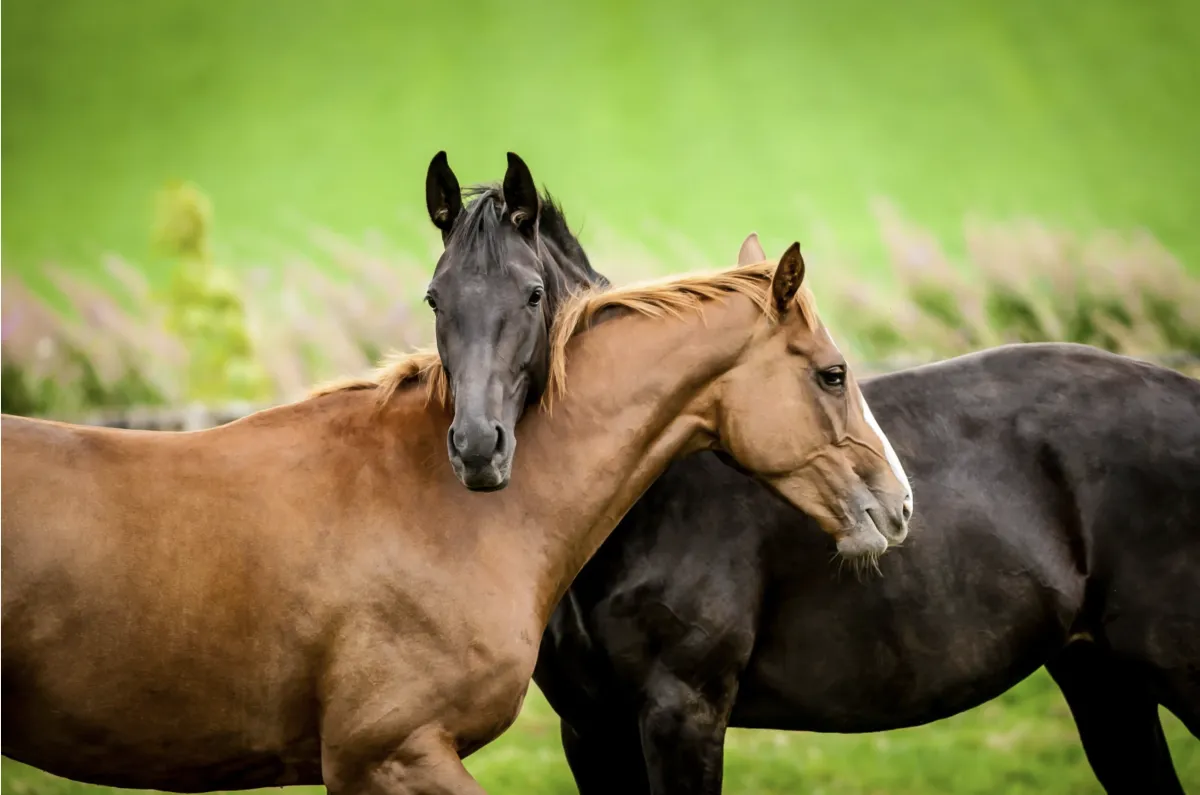 Why Horses Should Not Be Trained in Isolation: Herd Connection and Equine Learning