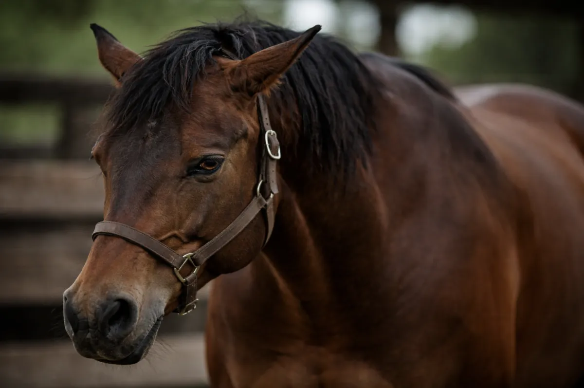 When Horses Become Emotional Dumping Grounds: Nervous System Ethics in Equine-Facilitated Work
