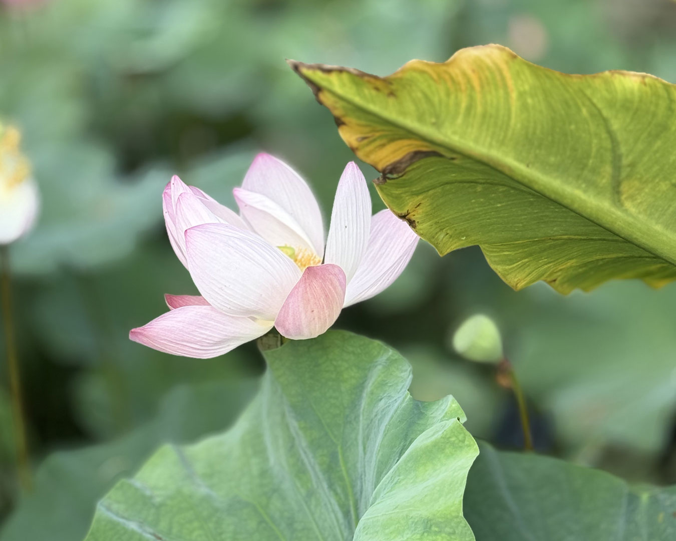 Valentina Ceccarelli
