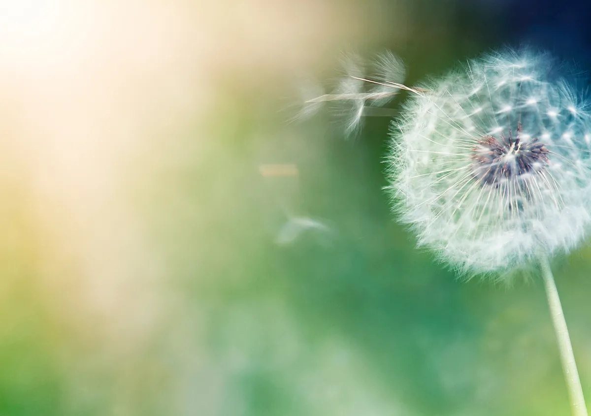 Picture of a dandelion with some of pappus in the process of carrying off a seed head in the wind; the background is a blurry green and yellow.