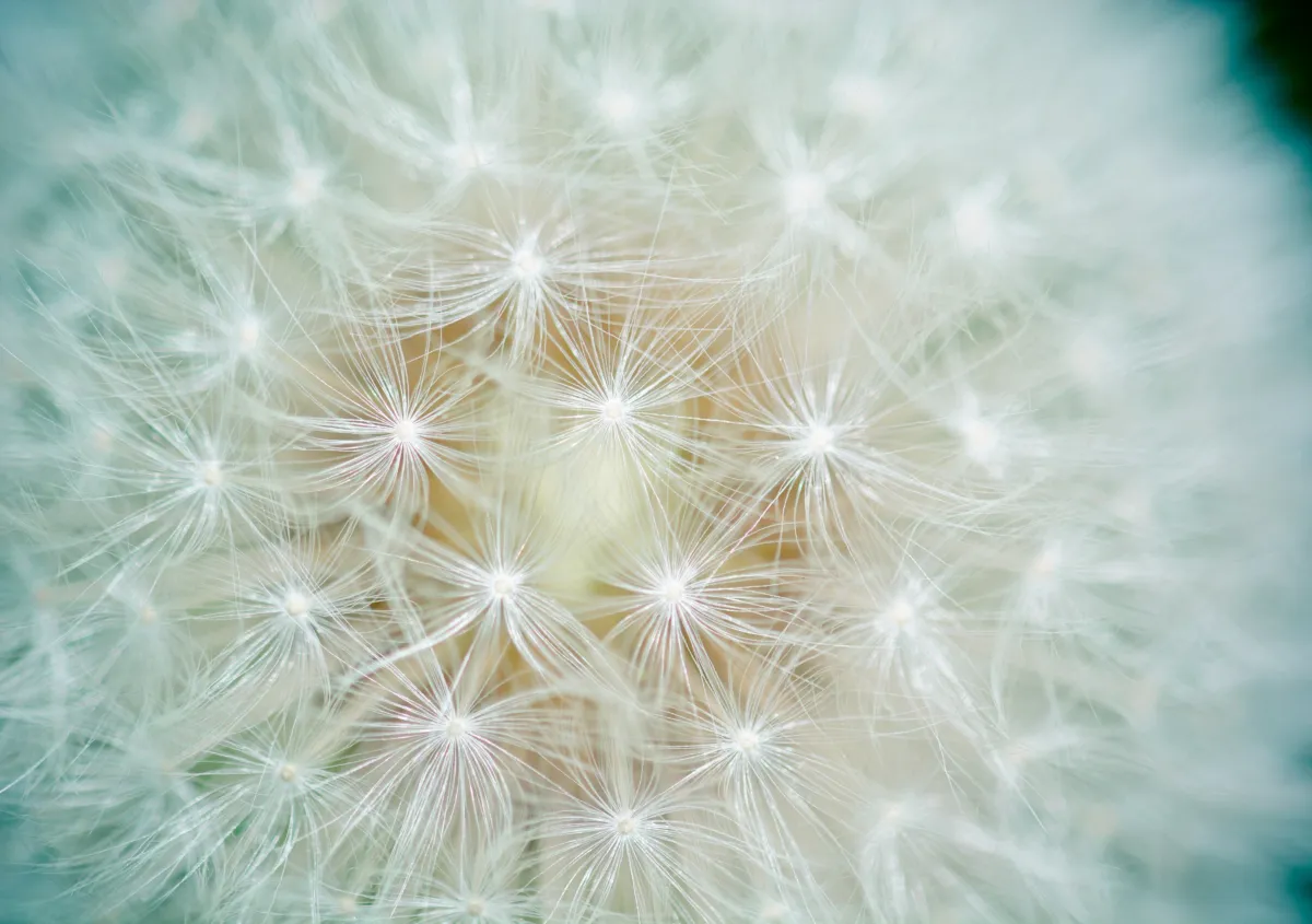 Tight detailed shot of a dandelion.