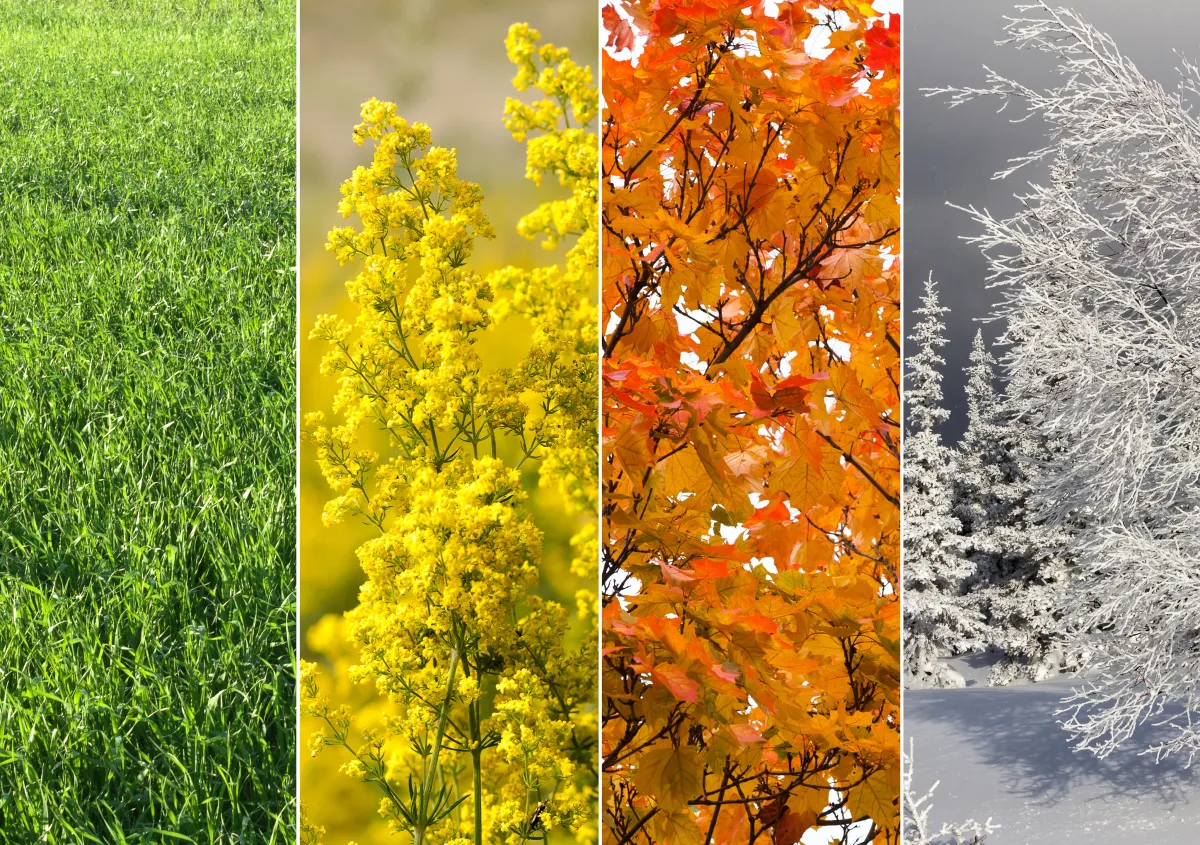 A side-by-side collage of seasonal examples in nature. Starting with bright green grass, then the yellow blossoms on a tree, moving to the orange leaves of a deciduous tree, then far right is a picture of snow covered trees.