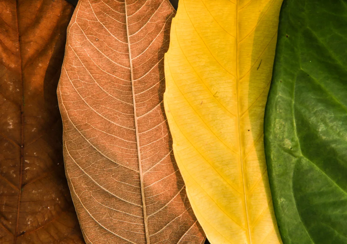Fall leaves of varying colors stacked on one another. Starting with a rust colored, moving to a lighter orange brown, then a yellow leave, with a vibrant dark green leaf on the far right.