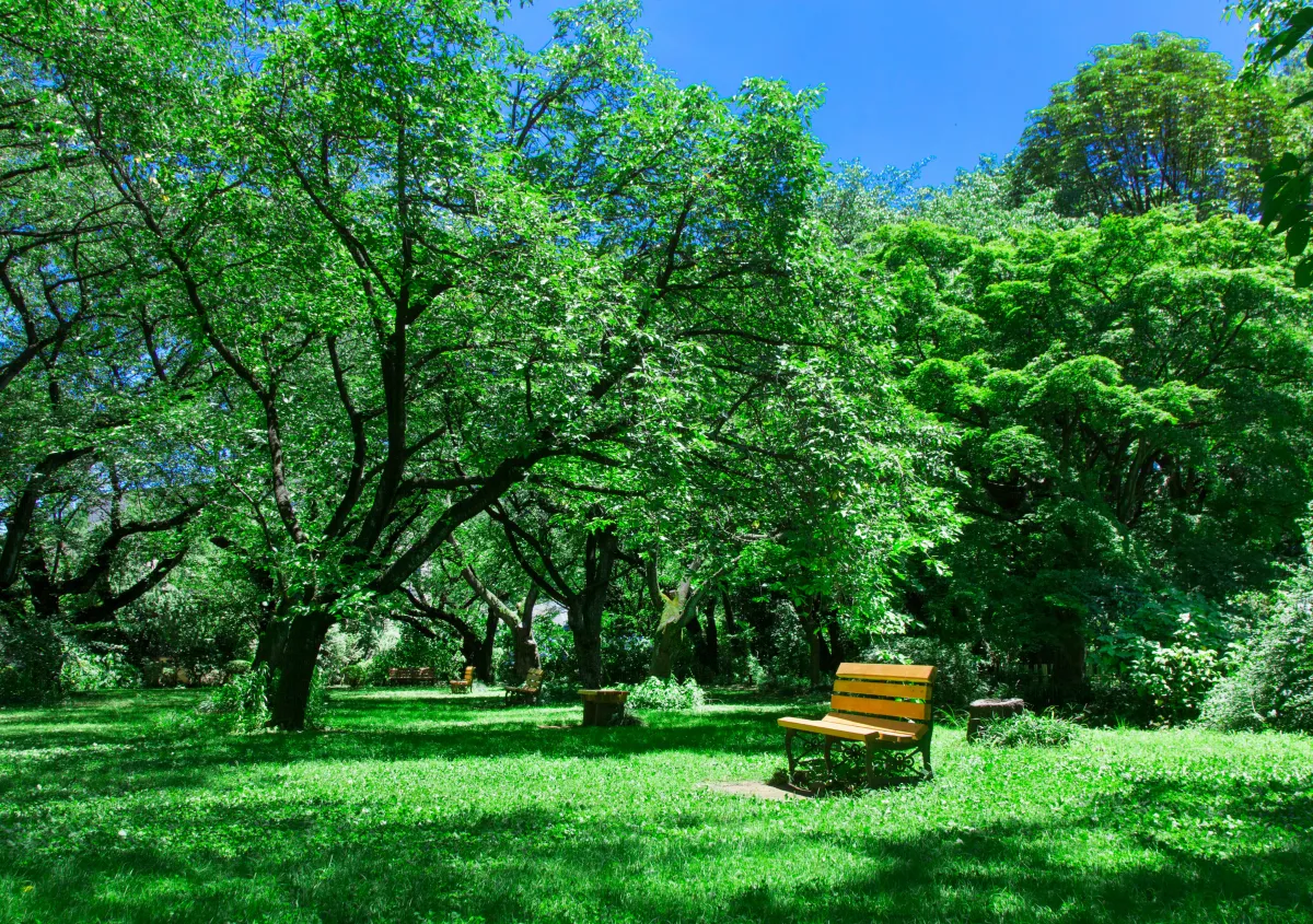 A singular newer looking wooden park bench in the middle of a curated grassy park setting surrounded by trees. Vibrant greens and bright blue sky.