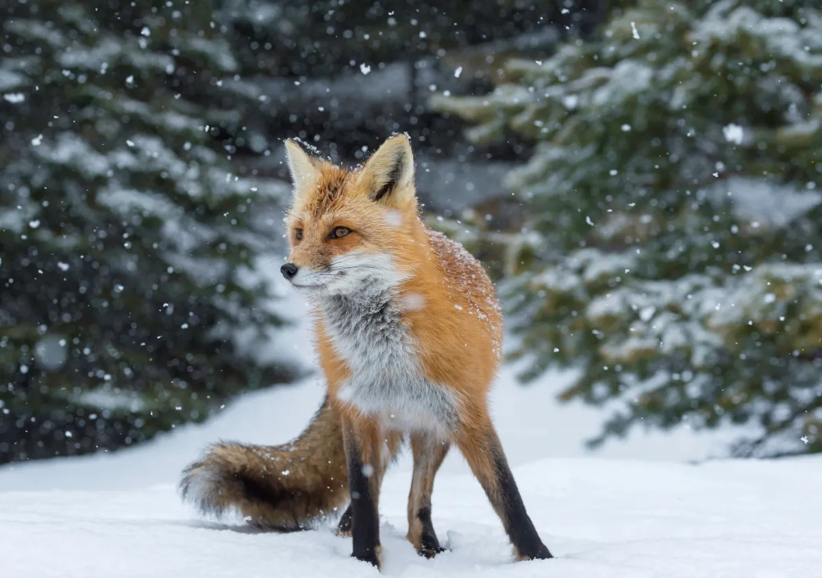 A wintery scene of a fox looking off in the distance as it stands in snow with snow-covered pine trees in the background.