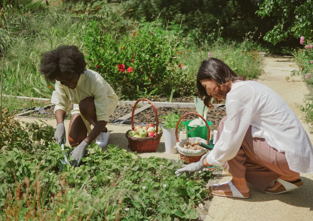 Two women of diverse ethnicity working with their gloved hands in the dirt f what appears to be a strawberry patch. Their baskets are full of other things from the garden that have been harvested and the back drop is greenery and flowers.
