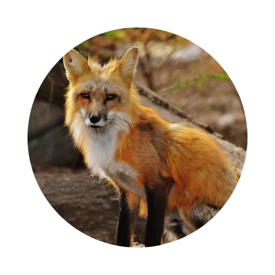 Headshot of a fox representing the skulk of 30 foxes on property.
