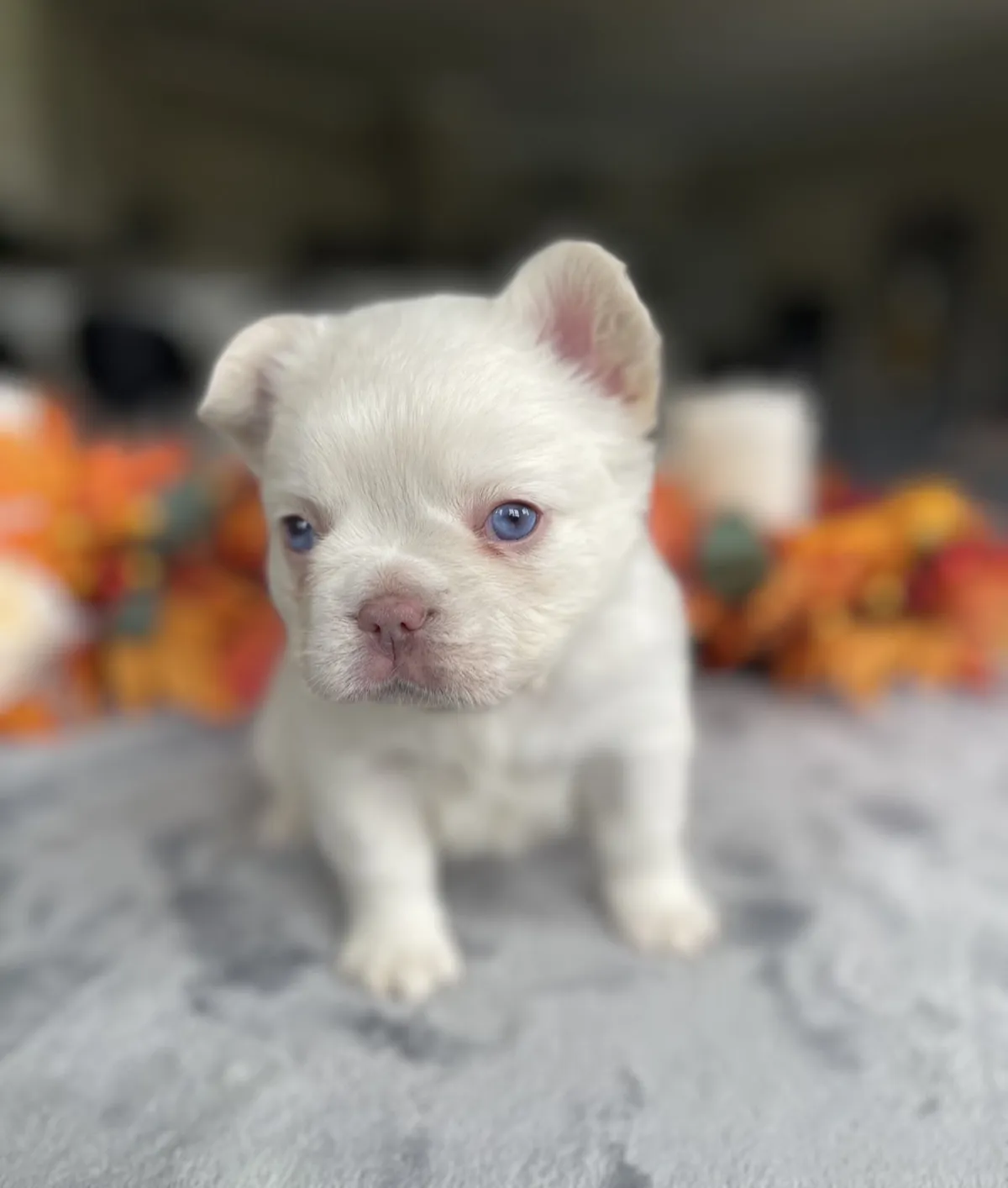 Penelope - Cream & Honey French Bulldog Puppy with soft velvet wrinkles and joyful expression