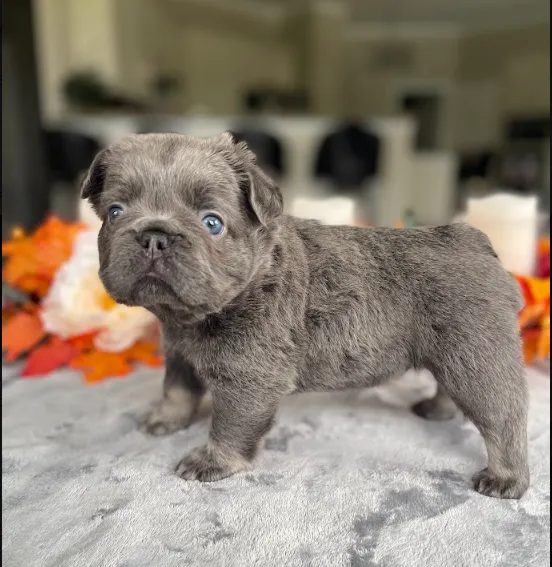 Clementine - Lilac Fawn French Bulldog Puppy sitting peacefully on a soft linen blanket
