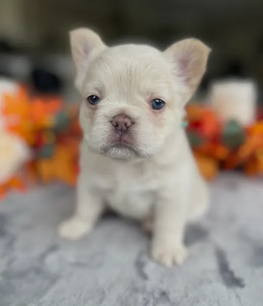 Penelope - Cream & Honey French Bulldog Puppy with soft velvet wrinkles and joyful expression