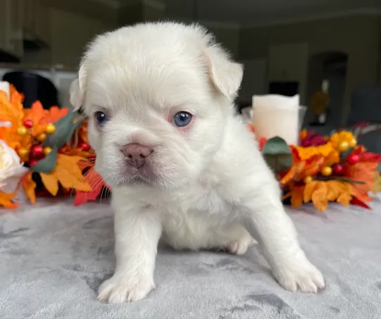 Barnaby - Chocolate Tan French Bulldog Puppy looking alert with curious amber eyes