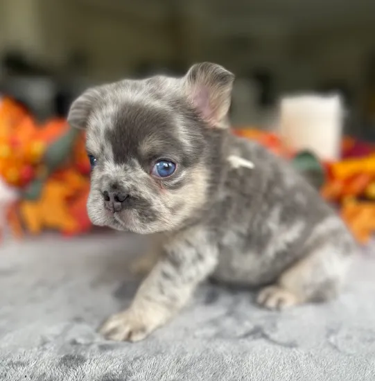 Penelope - Cream & Honey French Bulldog Puppy with soft velvet wrinkles and joyful expression