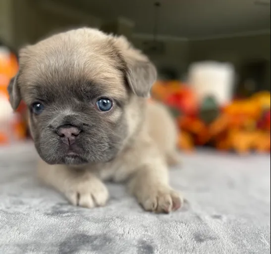Barnaby - Chocolate Tan French Bulldog Puppy looking alert with curious amber eyes