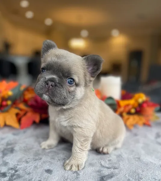 Clementine - Lilac Fawn French Bulldog Puppy sitting peacefully on a soft linen blanket