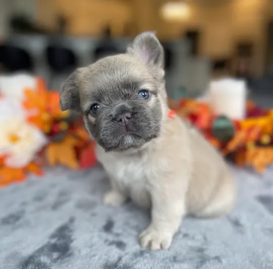 Penelope - Cream & Honey French Bulldog Puppy with soft velvet wrinkles and joyful expression