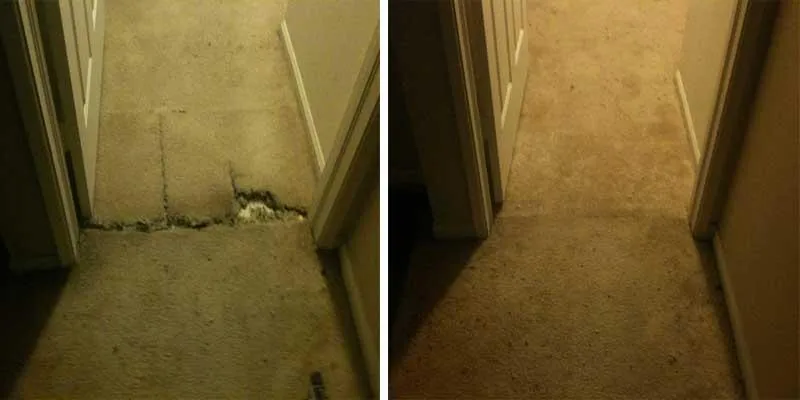Damaged carpet due to Pet in palm beach before and after 