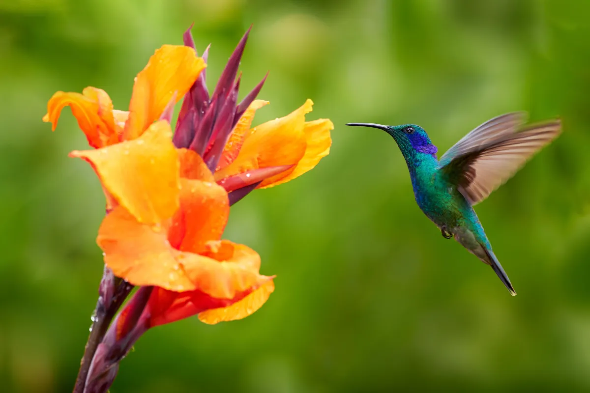 The Hummingbird That Became a Sign