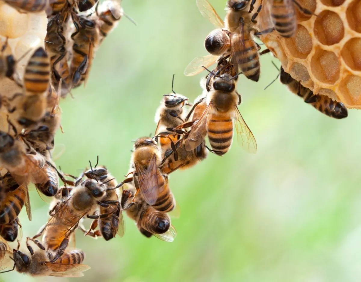Close-up of bees collaborating on a honeycomb, symbolising teamwork and sustainable practice in early childhood education, featured in the Engagement Blueprint by Project Sustainability Collective.