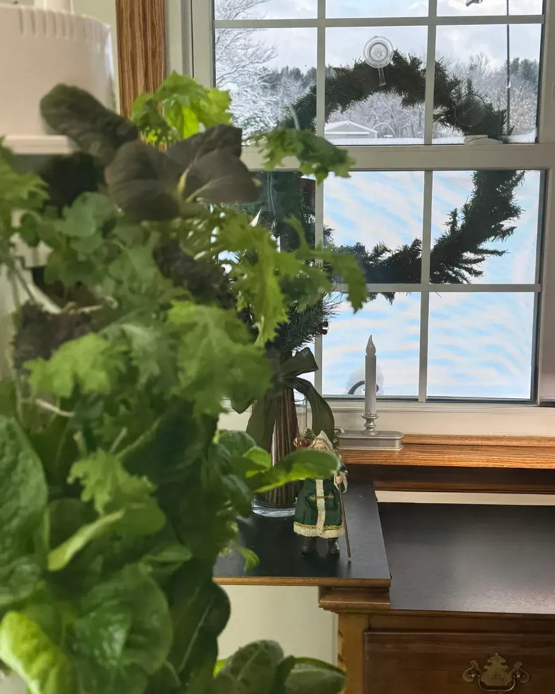 Winter Indoor Garden Update: What’s Growing in My Tower Garden