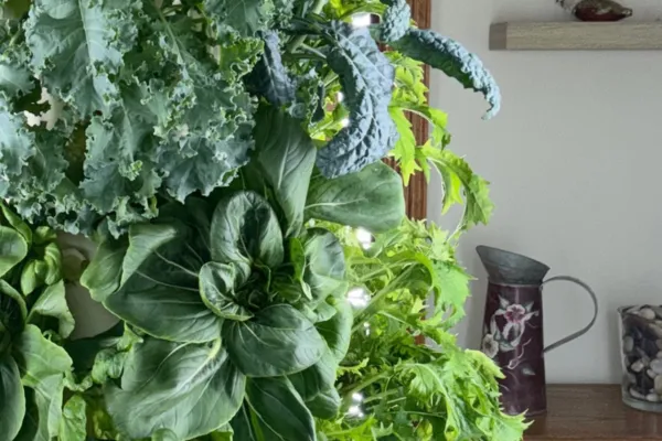 Meet Mizuna: A Tender Leafy Green Worth Growing
