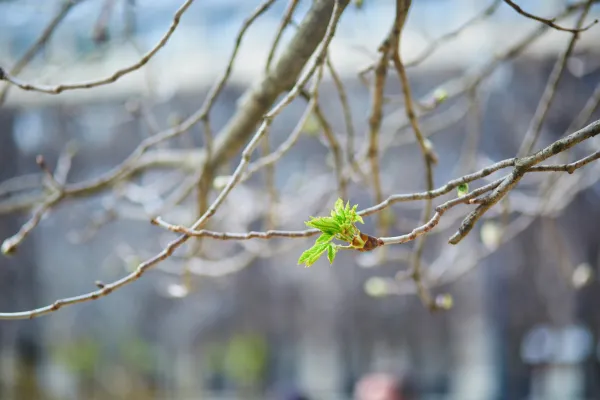 Bare tree with new buds